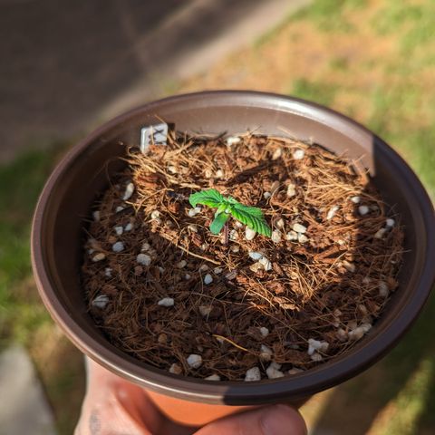 Wedding Cake #2 growlog timeline photo
