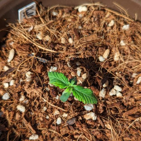 Wedding Cake #2 growlog timeline photo