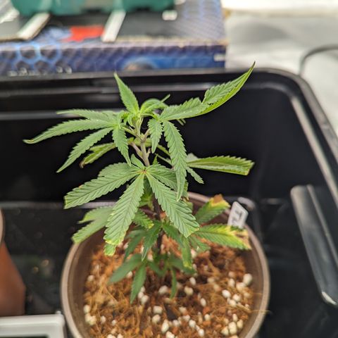 Trainwreck #1 growlog timeline photo