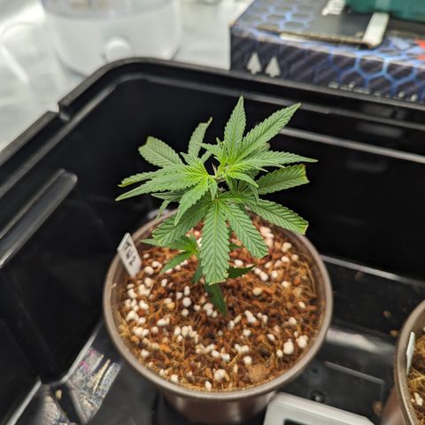 Trainwreck #2 growlog timeline photo