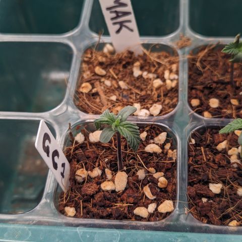 Wedding Cake #2 growlog photo: Leaves drooping 