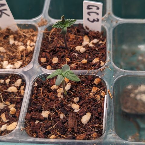 Green Crack #2 growlog timeline photo