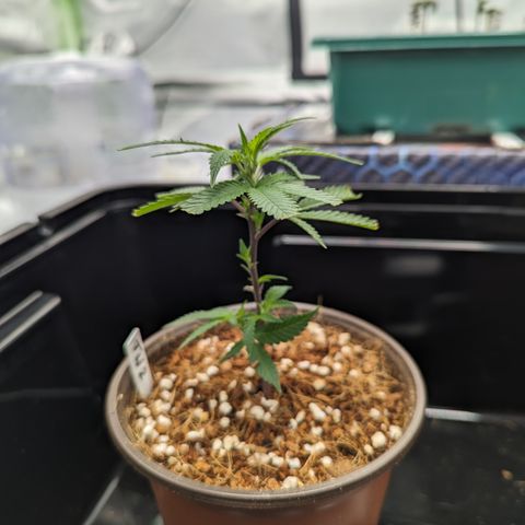 Trainwreck #2 growlog timeline photo