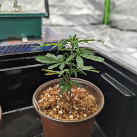 Trainwreck #1 growlog timeline photo