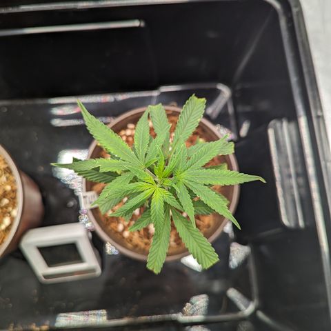 Trainwreck #1 growlog timeline photo