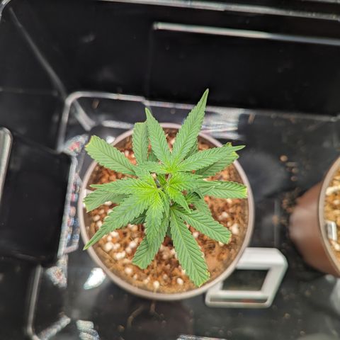 Trainwreck #2 growlog timeline photo
