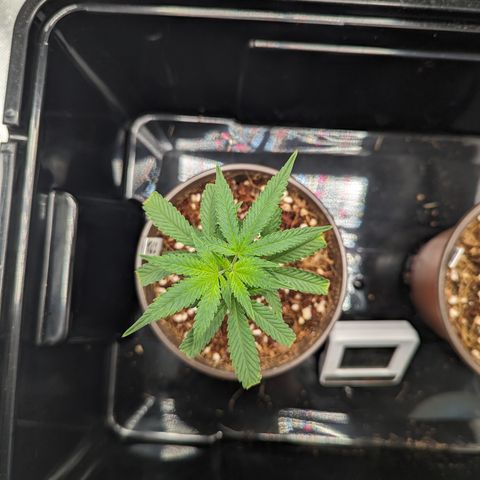 Trainwreck #2 growlog timeline photo