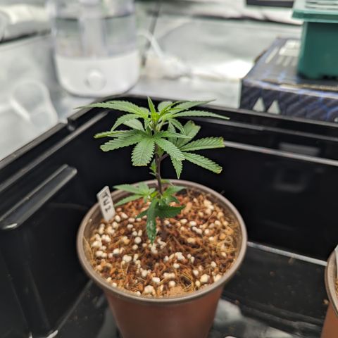 Trainwreck #2 growlog timeline photo