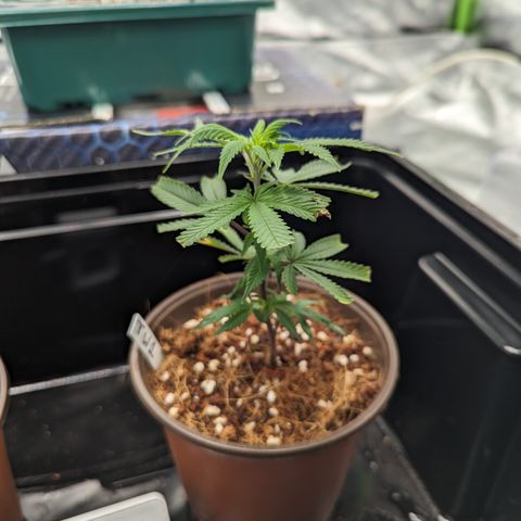 Trainwreck #1 growlog timeline photo