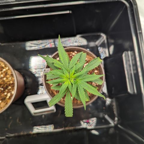 Trainwreck #1 growlog timeline photo