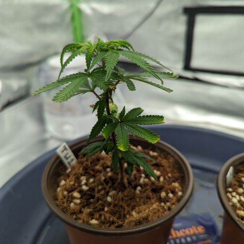 Trainwreck #1 growlog timeline photo
