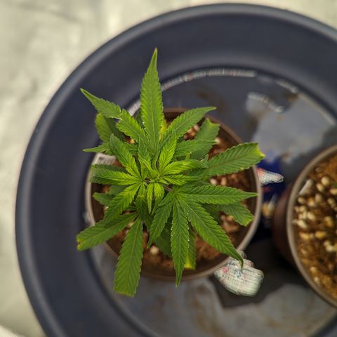 Trainwreck #1 growlog timeline photo