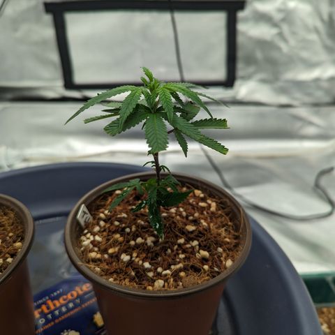 Trainwreck #2 growlog timeline photo