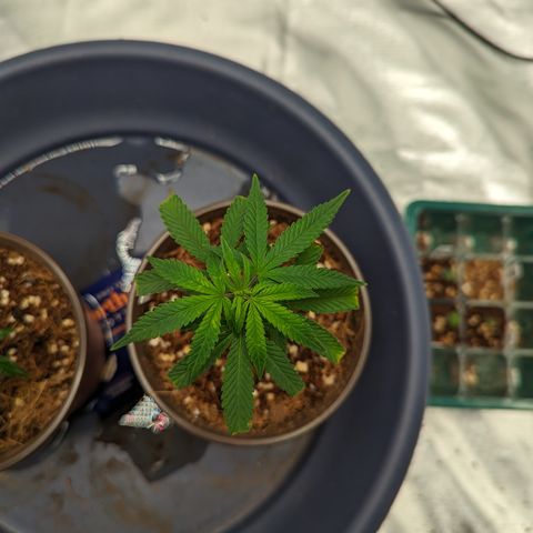 Trainwreck #2 growlog timeline photo