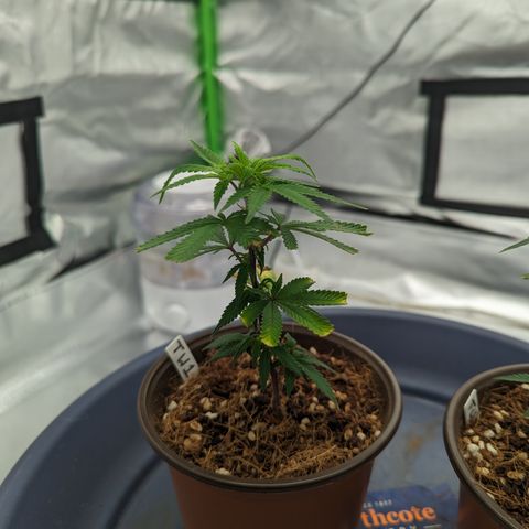 Trainwreck #1 growlog timeline photo