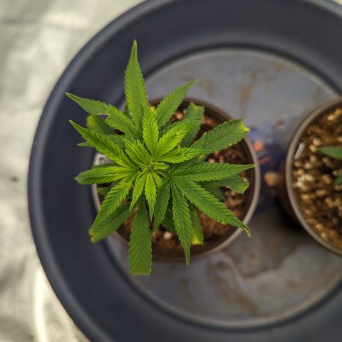 Trainwreck #1 growlog timeline photo