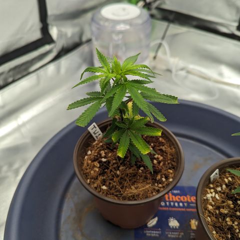 Trainwreck #1 growlog timeline photo