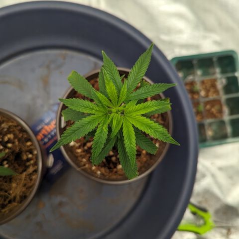 Trainwreck #2 growlog timeline photo