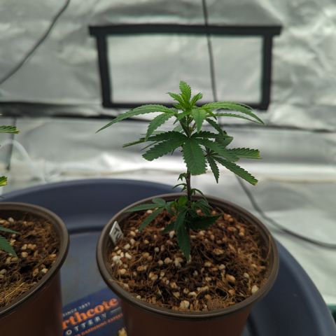 Trainwreck #2 growlog timeline photo