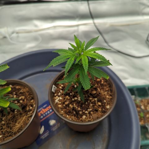 Trainwreck #2 growlog timeline photo