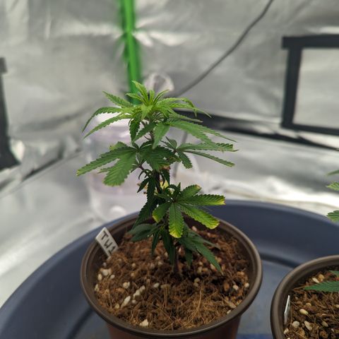 Trainwreck #1 growlog timeline photo