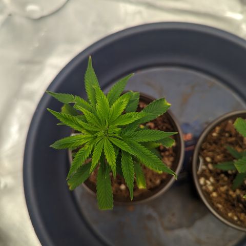 Trainwreck #1 growlog timeline photo