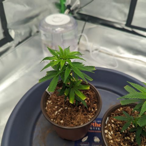 Trainwreck #1 growlog timeline photo