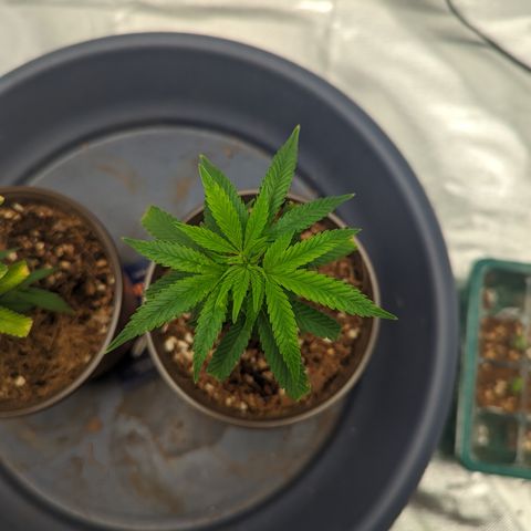 Trainwreck #2 growlog timeline photo