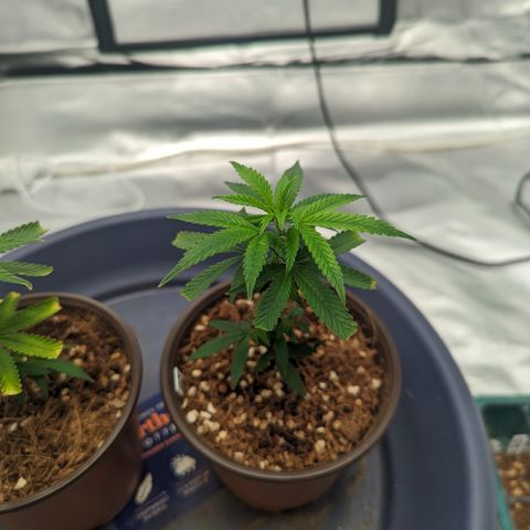 Trainwreck #2 growlog timeline photo