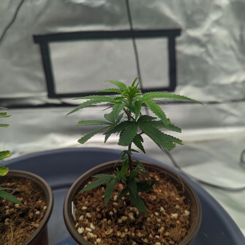 Trainwreck #2 growlog timeline photo