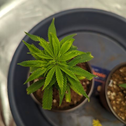 Trainwreck #1 growlog timeline photo