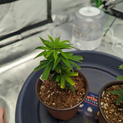Trainwreck #1 growlog timeline photo