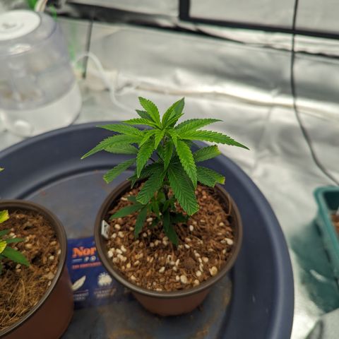 Trainwreck #2 growlog timeline photo