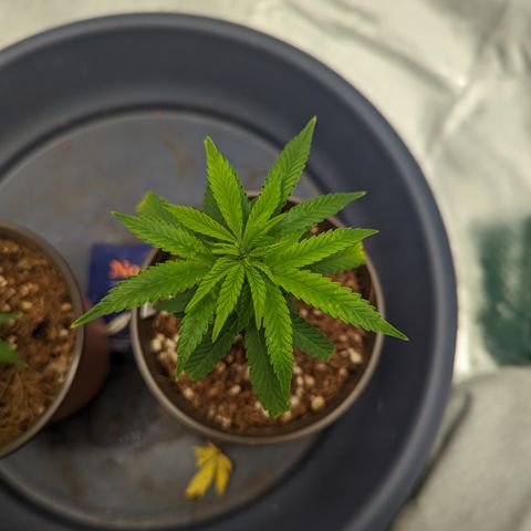 Trainwreck #2 growlog timeline photo