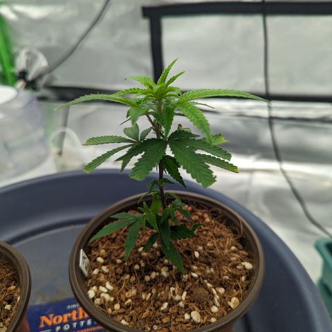 Trainwreck #2 growlog timeline photo