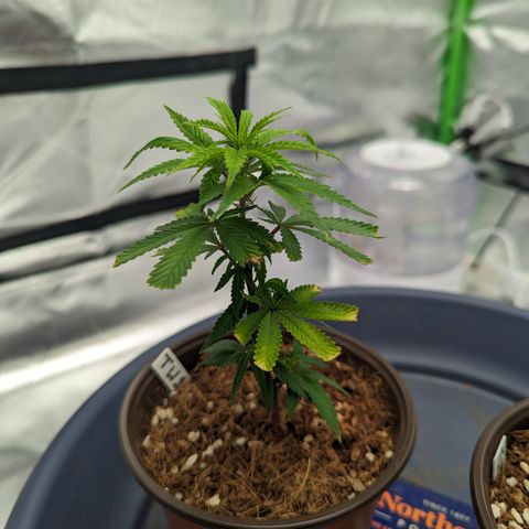 Trainwreck #1 growlog timeline photo