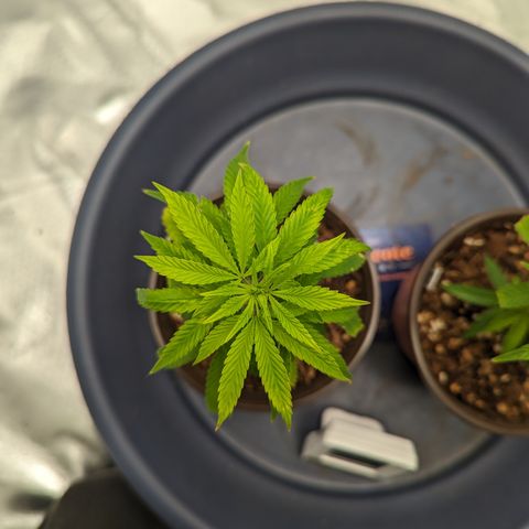 Trainwreck #1 growlog timeline photo