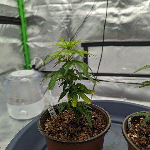 Trainwreck #1 growlog timeline photo
