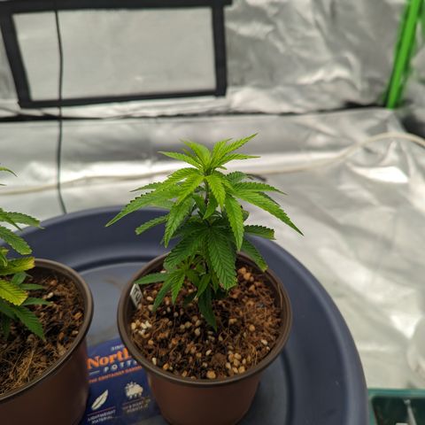 Trainwreck #2 growlog timeline photo