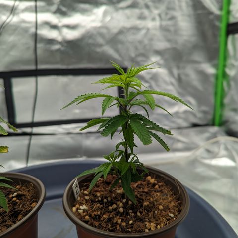 Trainwreck #2 growlog timeline photo