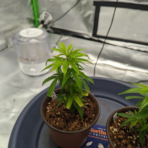 Trainwreck #1 growlog timeline photo