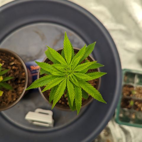 Trainwreck #2 growlog timeline photo