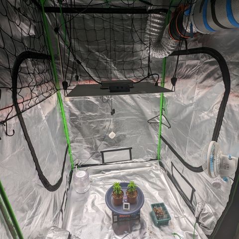 Green Crack #2 growlog timeline photo