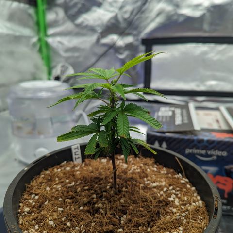 Trainwreck #1 growlog timeline photo