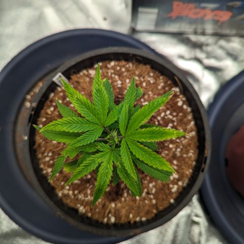 Trainwreck #1 growlog timeline photo