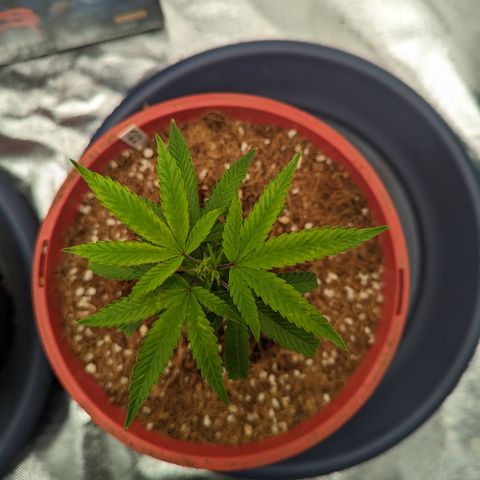 Trainwreck #2 growlog timeline photo