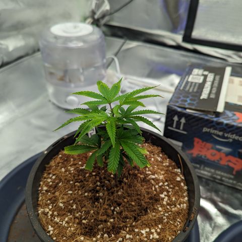 Trainwreck #1 growlog timeline photo