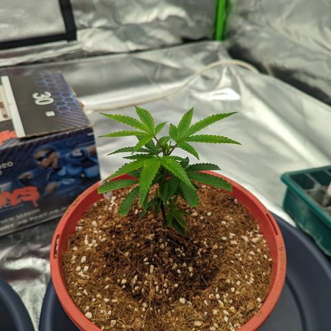 Trainwreck #2 growlog timeline photo