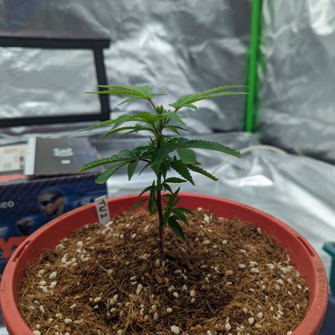Trainwreck #2 growlog timeline photo