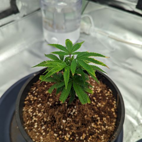 Trainwreck #1 growlog timeline photo